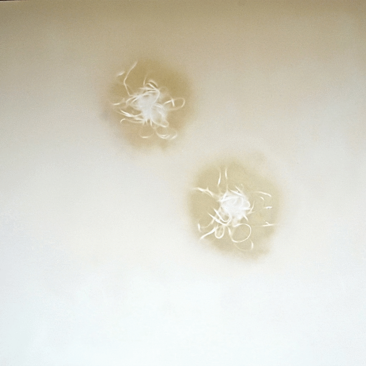 Circles15, 2010